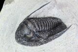 Bargain, Cornuproetus Trilobite Fossil - Morocco #105972-3